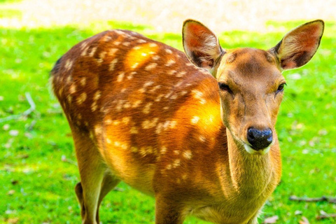 Nara: tour guiado a pie con ciervos y templos