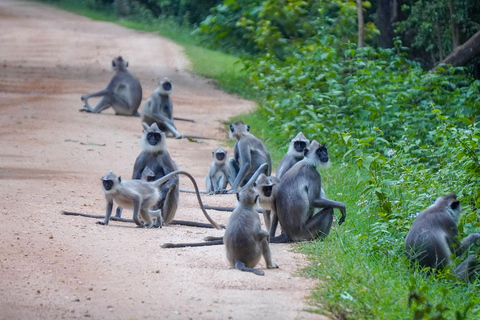Minneriya Safari: Morning Birds or Afternoon Herds