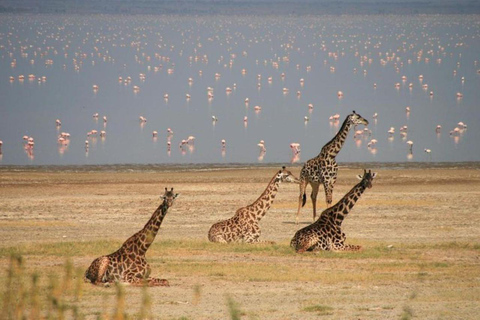 Arusha: Viagem de 1 dia ao Parque Nacional Lake Manyara com almoço