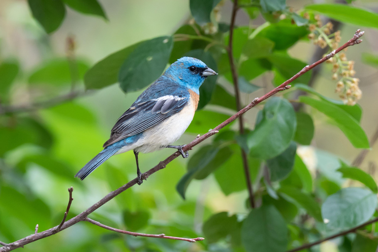 Denver: Birding Basics and Beyond