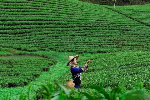 Zhangjiajie: Vine Tea Picking & Making Half-Day Tour