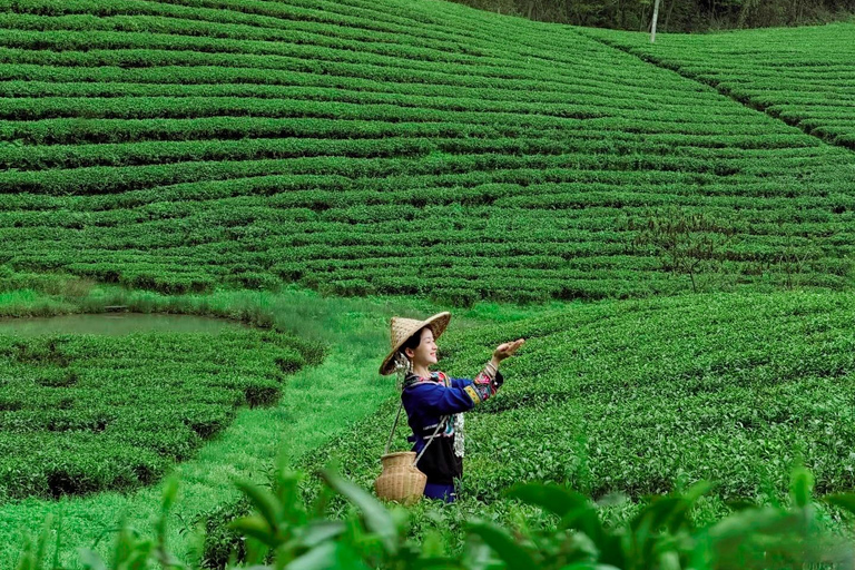 Zhangjiajie: Vine Tea Picking & Making Half-Day Tour