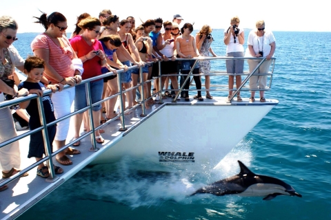 Auckland: Halbtägige Öko-Kreuzfahrt zum Beobachten von Walen und Delfinen10:30 Uhr Wal- und Delfinbeobachtungstour