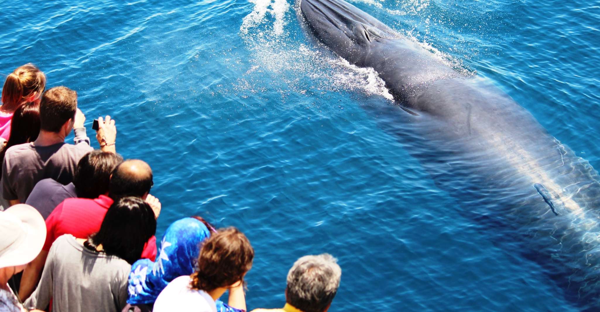 Auckland, Whale and Dolphin Watching Half-Day Eco Cruise - Housity