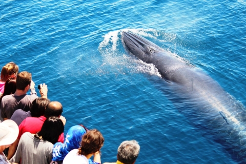 Auckland: Crucero ecológico de medio día para avistamiento de ballenas y delfines10:30 Crucero de avistamiento de ballenas y delfines
