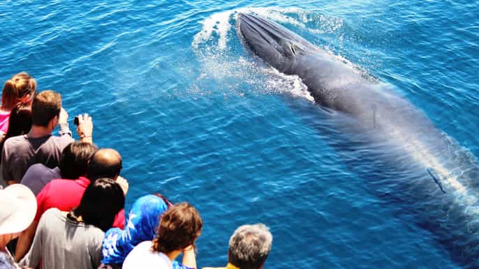 auckland demijournée observation de baleines et dauphins