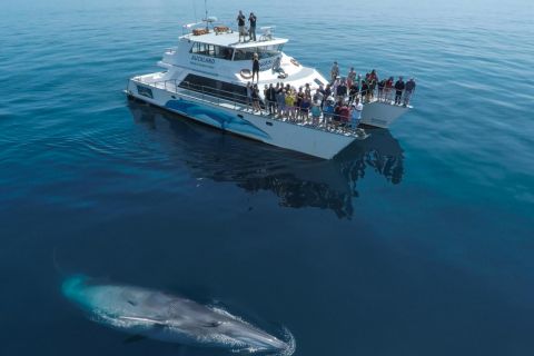 Auckland: Delfiinien ja valaiden katselu puolipäiväinen Eco Cruise -risteily