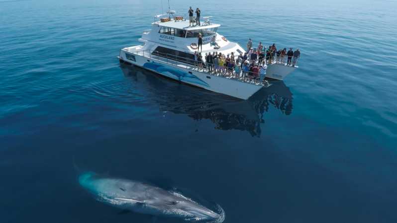 Auckland : Croisière d'observation des baleines et des dauphins d'une demi-journée (Eco Cruise)