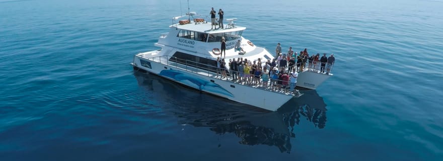 Auckland : Croisière d'observation des baleines et des dauphins d'une demi-journée à bord d'un bateau écologique
