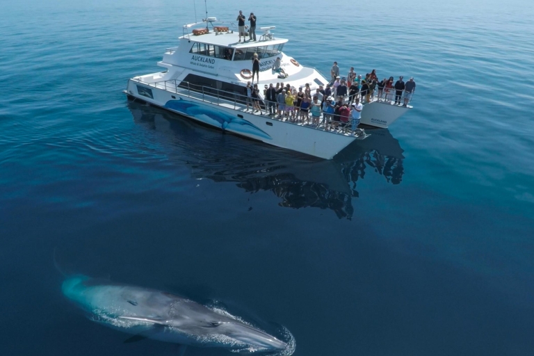 Auckland: Crucero ecológico de medio día para avistamiento de ballenas y delfines13:30 Tour de avistamiento de ballenas y delfines