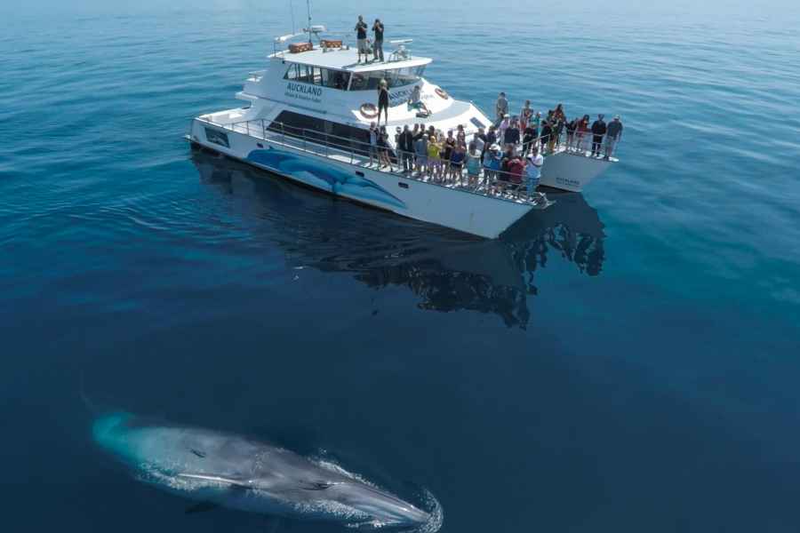 Auckland: Halbtägige Öko-Kreuzfahrt zum Beobachten von Walen und Delfinen