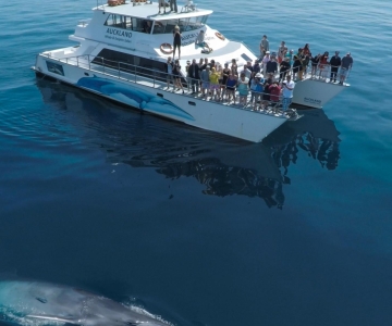 Auckland: Walvissen en dolfijnen kijken halve dag Eco Cruise