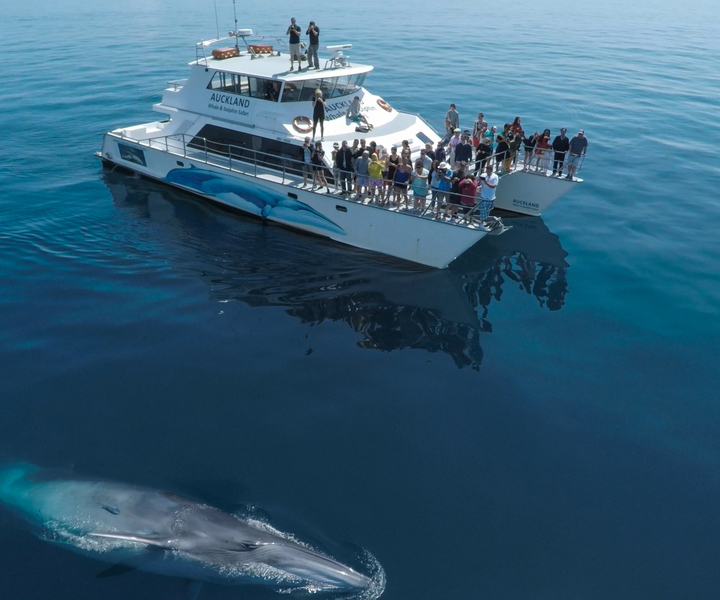 Auckland: ecocrociera per l'osservazione di balene e delfini