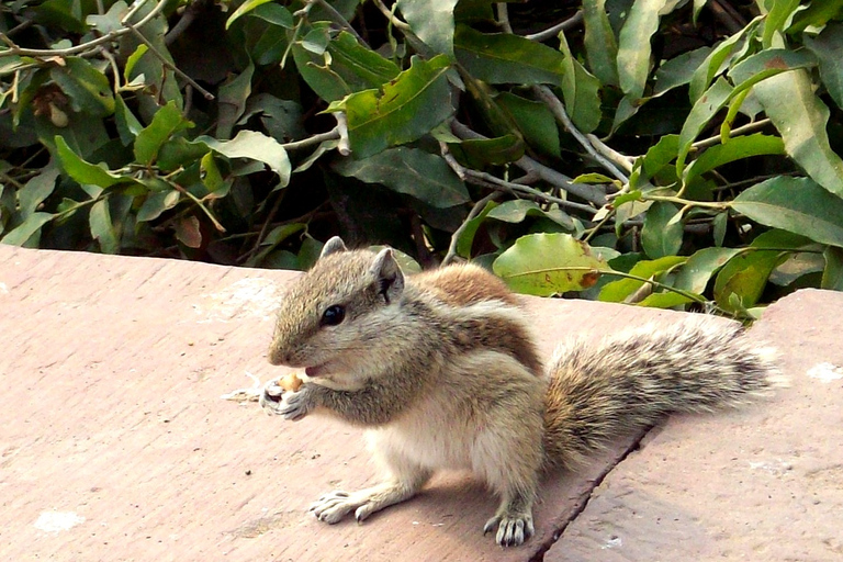 Agra Fort Tour With Squirrel Feeding Private Tour with Car, Driver, Tour Guide & Entry Tickets