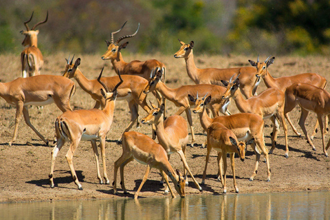 Mezza giornata nella Tala Game Reserve e nel Natal Lion Park da Durban