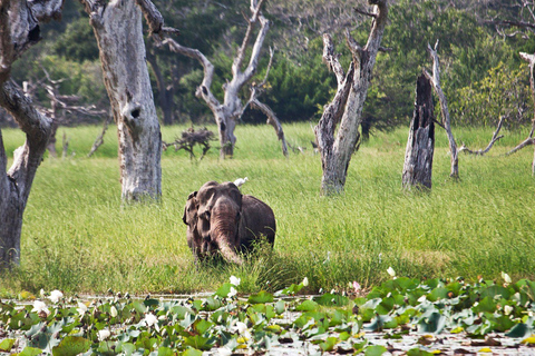 Sri Lanaka : Excursión de 2 días con Hikkaduwa / Galle / Yala