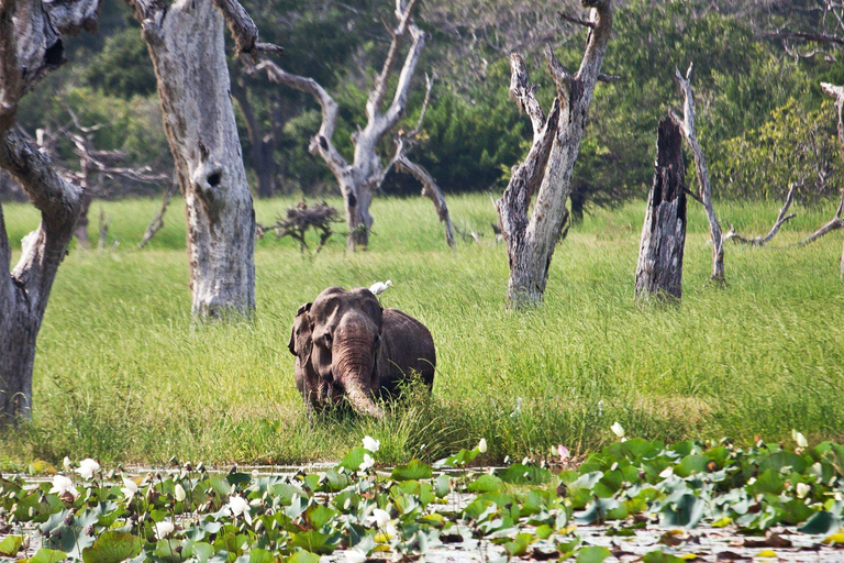 Vanuit Ella: Galle / Mirissa / Tangalle Transfer met Safari