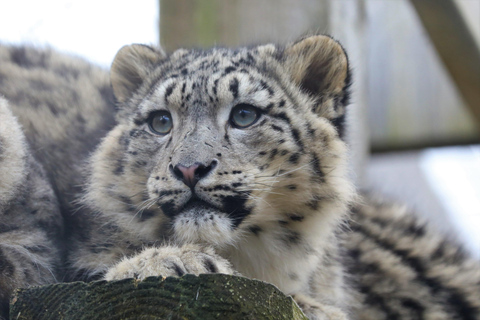 Chester: Biglietto d&#039;ingresso allo zoo di Chester