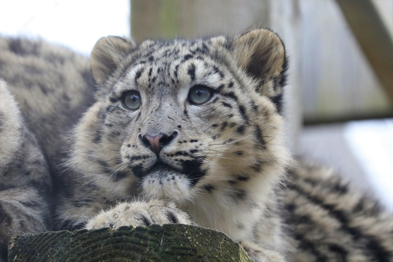 Chester: Inträdesbiljett till Chester Zoo