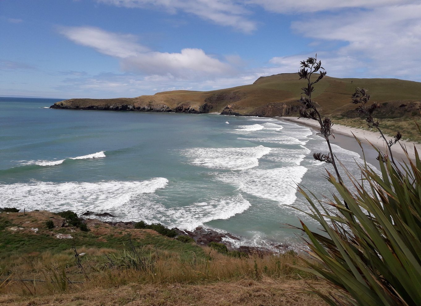 Dunedin: Otago-halvøen med guidet pingvintur