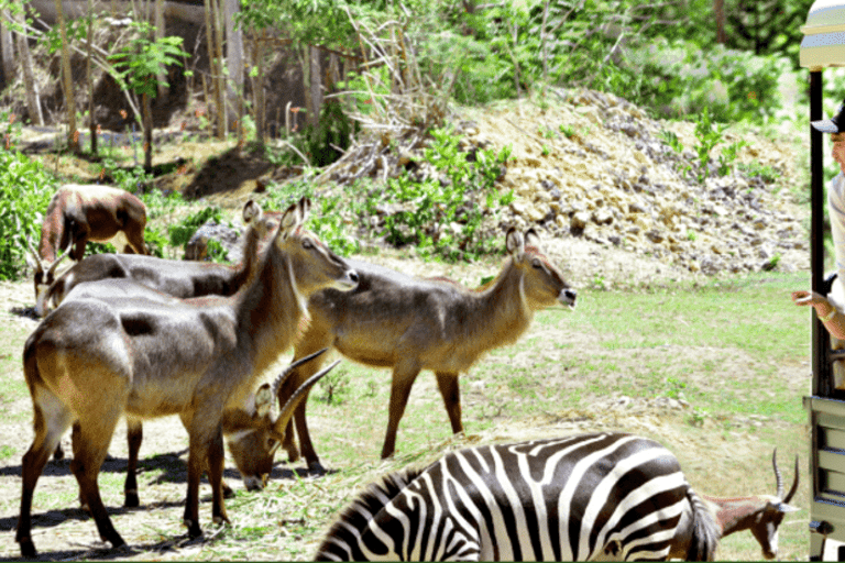 Cebú:Excursión de un día al Parque de Aventuras Safari de Cebú