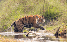 3-Day Wildlife & Culture Chitwan Jungle Safari Tour