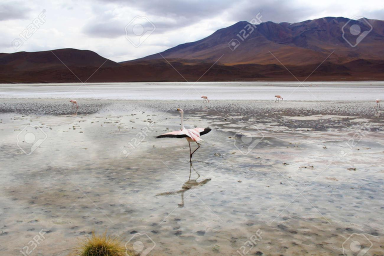 Excursão de 5 dias a Uyuni e à Lagoa Vermelha