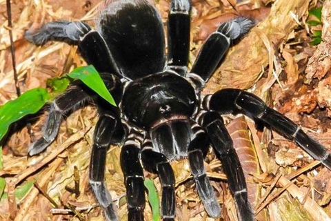 Depuis Tambopata : Randonnée dans la jungle amazonienne et lac Sandoval 1 jour