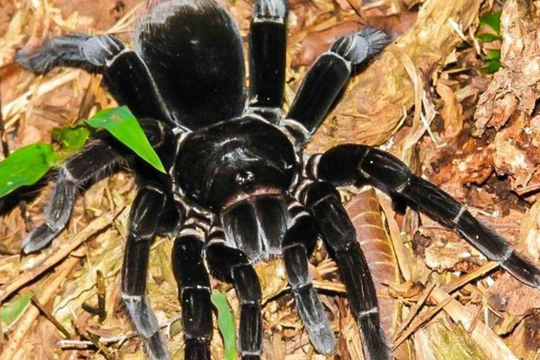 Depuis Tambopata : Randonnée dans la jungle amazonienne et lac Sandoval 1 jour