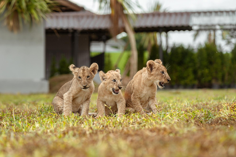 Phuket Big Buddha city tour + Lion Land with tour guide