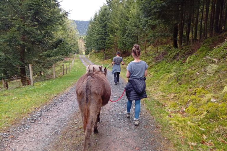 Luvigny: Donkey discovery walk Luvigny: Discovery walk with donkeys