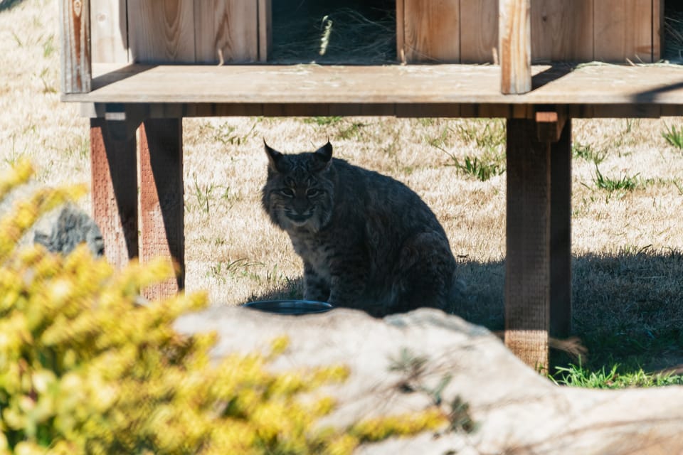 Alpine: Lions Tigers & Bears Animal Sanctuary Guided Visit