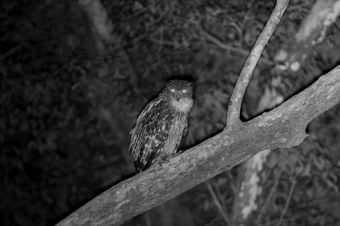 Sigiriya: Slender loris, Nocturnal Wildlife Tour