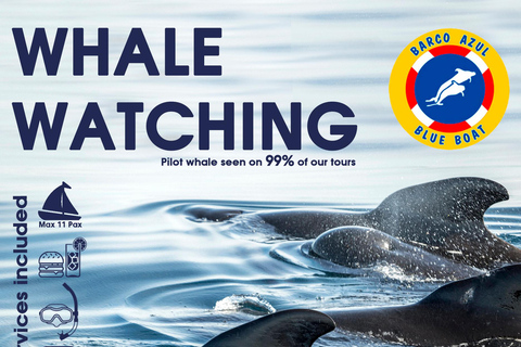 Boat Trip: Dolphin & Whale Watching Sailing Tour 11 Pax Max Boat Trip: Dolphin & Whale Watching Sailing Tour 11 Pax Max