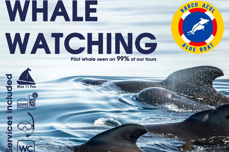 Boat Trip: Dolphin & Whale Watching Sailing Tour 11 Pax Max Boat Trip: Dolphin & Whale Watching Sailing Tour 11 Pax Max