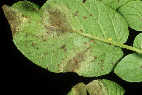 Dublin: Irish Famine Exhibition Entry Ticket