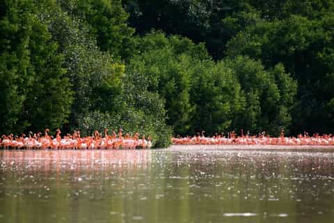 From Mérida: Ria Celestun Biosphere Reserve Tour