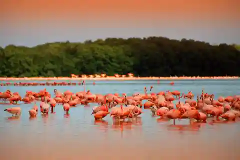 Depuis Mérida : Visite de la réserve de biosphère de Ria Celestun