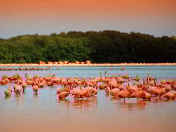 Desde Mérida: Excursión a la Reserva de la Biosfera de Ría Celestún