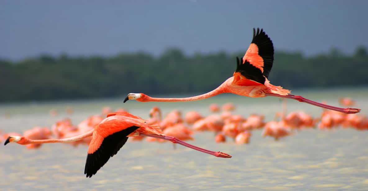 From Mérida: Ria Celestun Biosphere Reserve Tour