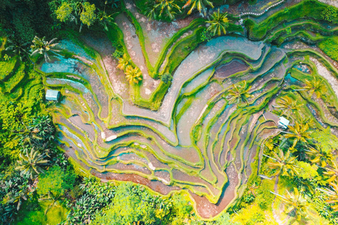 Ubud: Foresta delle scimmie, cascata di Tegenungan e terrazze di riso