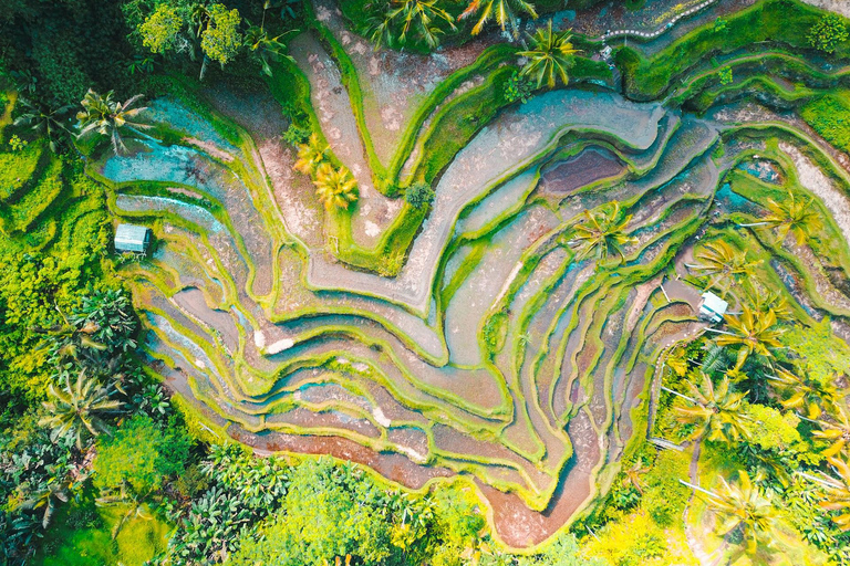 Ubud: Foresta delle scimmie, cascata di Tegenungan e terrazze di riso