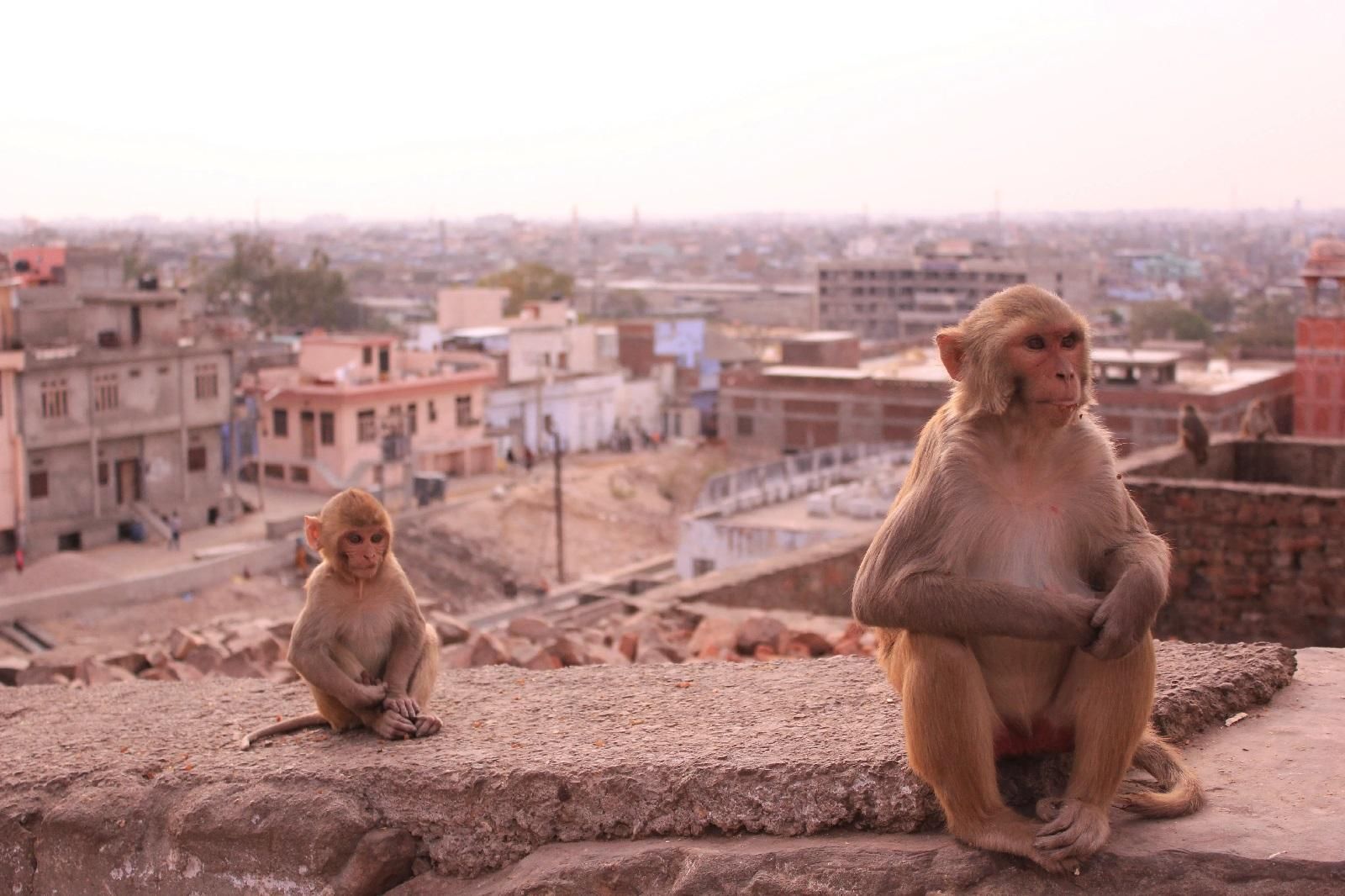 Jaipur: Yoga-Erlebnis mit Führung durch den Affentempel