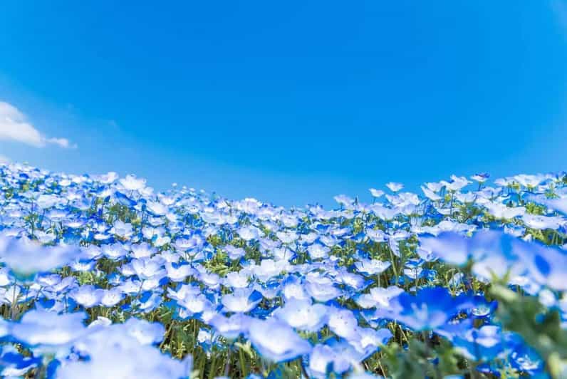 From Tokyo: Hitachi seaside Park & Oarai Isosaki Shrine Tour