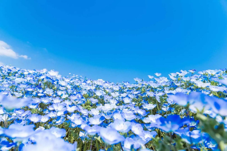 From Tokyo: Ashikaga Flower Park and Hitachi Park Tour