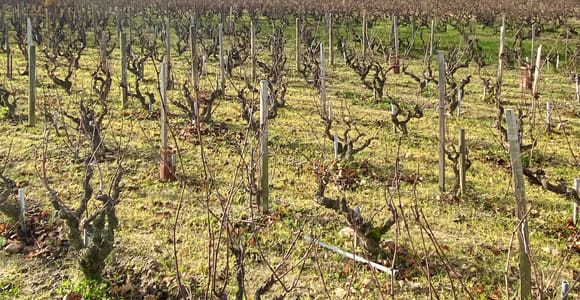 Abfahrt von Lyon: Private Wein-Tour durch das Beaujolais – All-inclusive