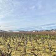Private tour of the Beaujolais region, wine tastings, and local restaurant
