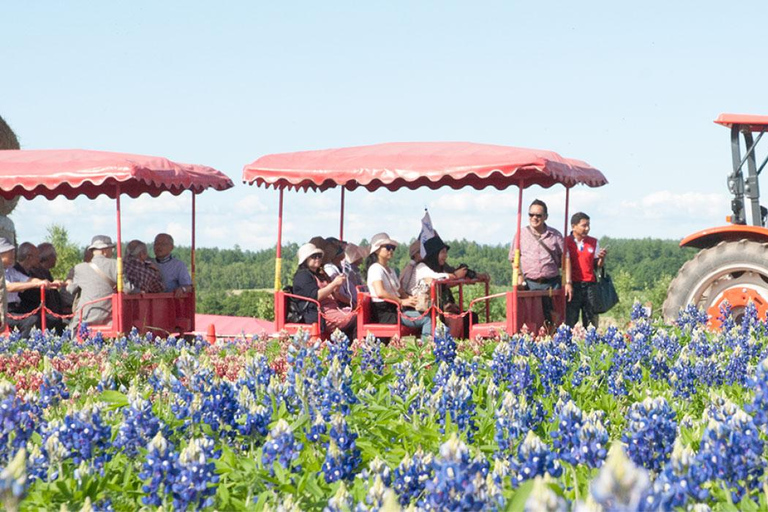 Sapporo Day Tour: Biei Blue Pond & Lavender Farm with Lunch 7:30 Pickup Point + Flower Sea Ticket (with Buffet + Melon)