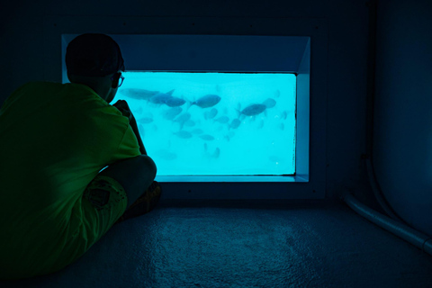 SANTA POLA - TABARCA: CATAMARÁN CON VISIÓN SUBMARINA