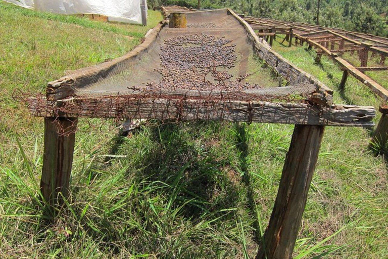 Nairobi: The Wild & The Brew Experience